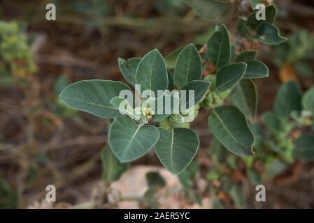 colorful seed pods of Withania somnifera plant Stock Photo