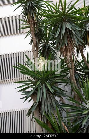 Yucca gigantea in bloom Stock Photo