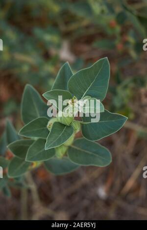 colorful seed pods of Withania somnifera plant Stock Photo