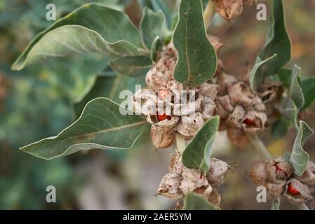 colorful seed pods of Withania somnifera plant Stock Photo