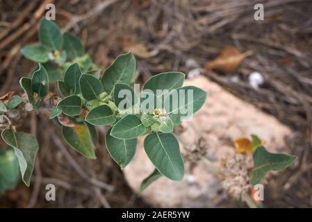 colorful seed pods of Withania somnifera plant Stock Photo