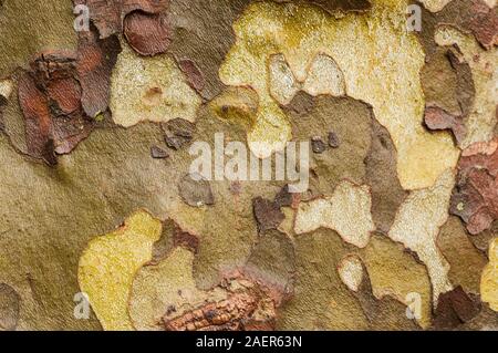 Plane tree (platanus) bark texture macro shot Stock Photo