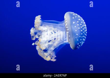 Australian spotted jellyfish (phyllorhiza punctata) swimming in blue and dark water. Photo has a little noise due to dark water depth and darkness Stock Photo