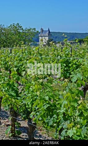 Chinon vineyard, Indre-et-Loire, France Stock Photo