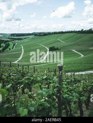 Blick über die Weinfelder beim Hörnle in der Nähe von Dürrenzimmern Stock Photo