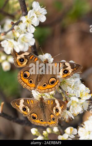 Common Buckeye butterfly pollinating a wild plum flower, with another Buckeye on the same flower cluster below it Stock Photo