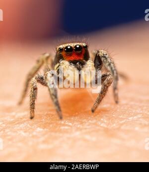 Adorable and very tiny male Habronattus coecatus jumping spider;  with his bright red clypeus Stock Photo