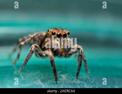 Absolutely adorable, tiny little Naphrys pulex jumping spider holding his pedipalps up Stock Photo