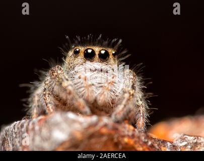 Adorable, immature, Phidippus insignarius jumping spider on top of a fence post Stock Photo