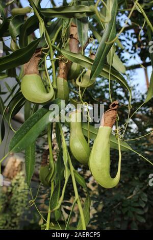 Stunning hanging carnivorous pitcher plant, Nepenthes muluensis , Mulu Stock Photo