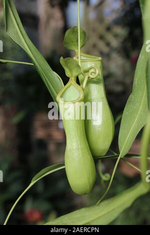 Stunning hanging carnivorous pitcher plant, Nepenthes muluensis , Mulu Stock Photo