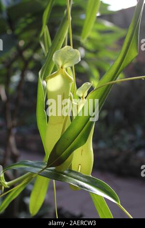 Stunning hanging carnivorous pitcher plant, Nepenthes muluensis , Mulu Stock Photo