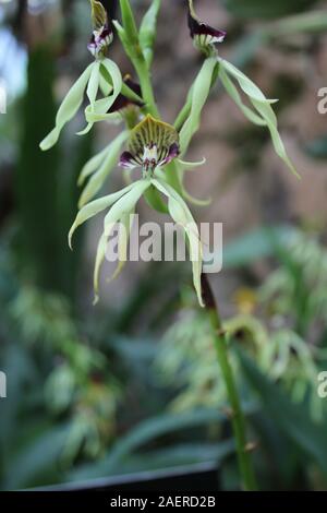 Beautiful healthy Prosthechea cochleata, Encyclia cochleata, cockle orchid, cockleshell orchid Stock Photo