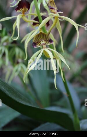 Beautiful healthy Prosthechea cochleata, Encyclia cochleata, cockle orchid, cockleshell orchid Stock Photo