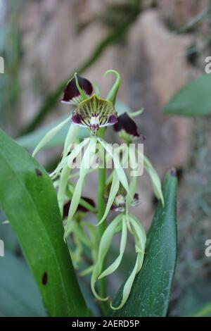 Beautiful healthy Prosthechea cochleata, Encyclia cochleata, cockle orchid, cockleshell orchid Stock Photo