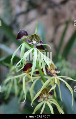 Beautiful healthy Prosthechea cochleata, Encyclia cochleata, cockle orchid, cockleshell orchid Stock Photo