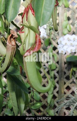 Stunning hanging carnivorous pitcher plant, Nepenthes muluensis , Mulu Stock Photo