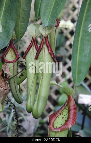 Stunning hanging carnivorous pitcher plant, Nepenthes muluensis , Mulu Stock Photo