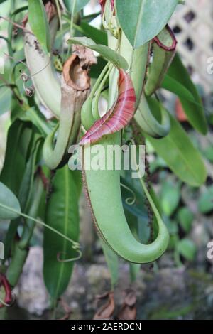 Stunning hanging carnivorous pitcher plant, Nepenthes muluensis , Mulu Stock Photo