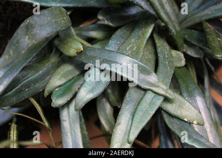Hyper rare Polypodiaceae, oil fern, blue fern, microsorum steerii, Blue Mirror Fern, blue strap fern Stock Photo