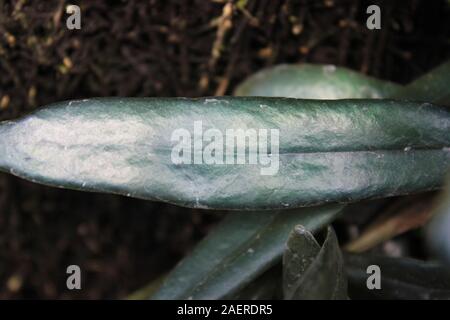 Hyper rare Polypodiaceae, oil fern, blue fern, microsorum steerii, Blue Mirror Fern, blue strap fern Stock Photo