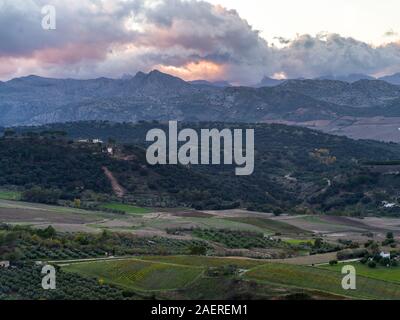 Elevated view of olive field, Ronda, Malaga Province, Spain Stock Photo