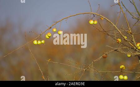 Apples hanging on the tree in late autumn Stock Photo