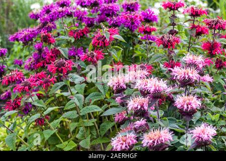 Purple Red Pink Monarda didyma flowers Bergamot flower bed border colorful garden plants June Stock Photo
