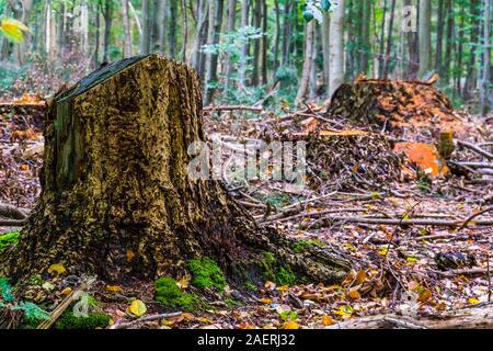 tree stumps of cut down trees in the liesbos forest of breda, The netherlands Stock Photo