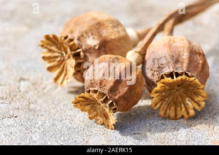 Close-up of dry orange brown poppy seed pods on a grey stone background with selective focus Stock Photo