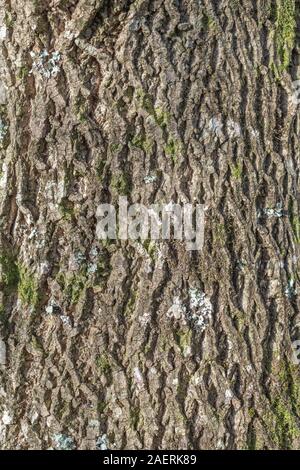 Furrowed bark of Tulip Tree / Liriodendron tulipifera (also named Tulip Poplar & Yellow Poplar). Once used as medicinal plant in herbal remedies. Stock Photo