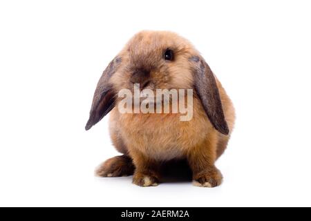 Pretty little lop-eared rabbit, isolated over white Stock Photo