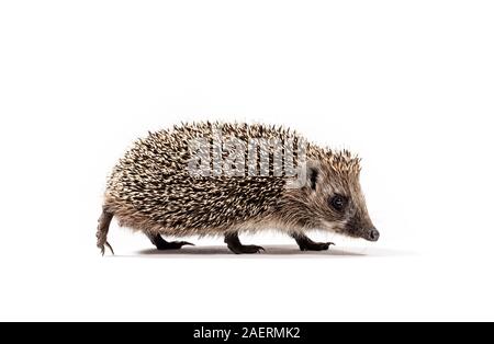 Low angle shot of a walking hedgehog. Studio photography in white background. Stock Photo