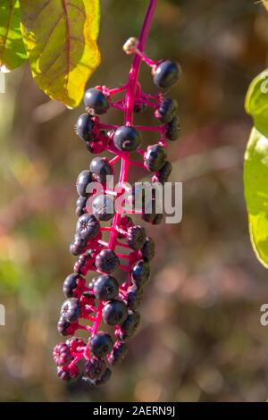 Phytolacca acinosa, american pokeweed, wild plants with purple berries close-up Stock Photo