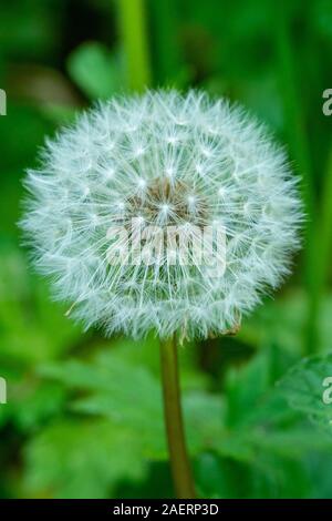 Closeup of one common Dandelion Taraxacum officinale seed head 'dandelion clock' in May against green background, Scotland, UK Stock Photo