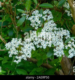 White flowering daisy bush (Olearia cheesemanii) in Colonsay House Gardens in May, Scotland, UK Stock Photo