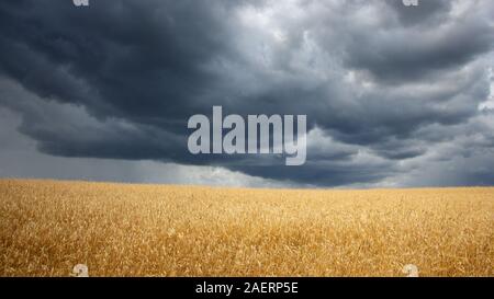 The thunderstorm threatens to destroy the sown wheat on the field. Heavy rain clouds hang over the wheat field. Stock Photo
