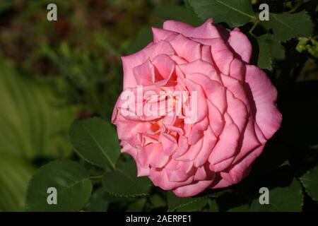 Ashley's beautiful pink rose close-up. One flower, in a garden in natural conditions among greenery, under the open sky. Stock Photo