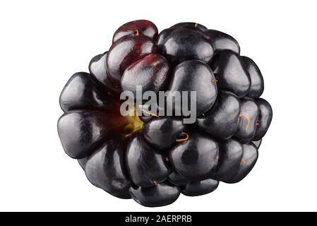 blackberry isolated on the white background . Stock Photo