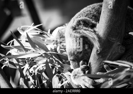 A black and white close up portrait of a koala bear resting or sleeping in a tree. The animal is really clinching to the tree. Stock Photo