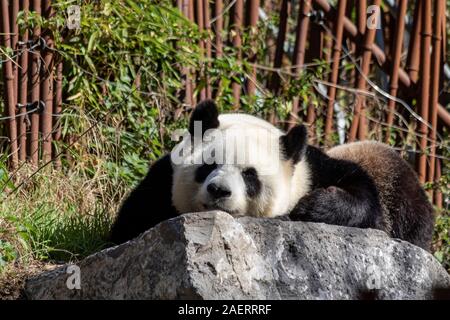 A portrait of a cute black and white panda bear lying on a rock. The animal is resting or trying to sleep. Stock Photo