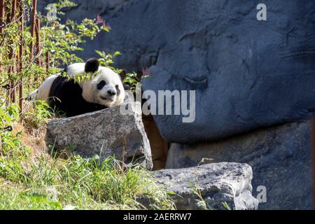 A portrait of a cute grown up black and white panda bear lying on a rock on a hill in a park. The animal is resting or trying to sleep. Stock Photo