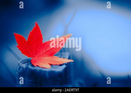 Bright red little autumn maple leave over old tree stump in the park. Blue background. Color of the year 2020 concept. Stock Photo