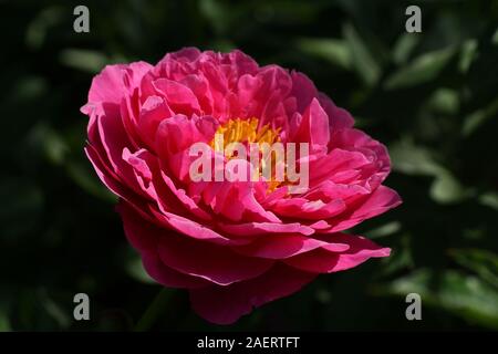 Paeonia  lactiflora Goody.  Double crimson peony flower. Paeonia lactiflora (Chinese peony or common garden peony). One flower Stock Photo