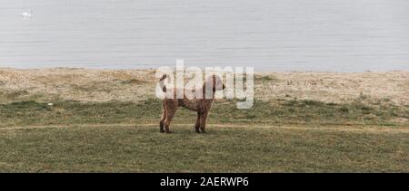 A dog (Lagotto Romagnolo - Truffle dog) is alert and looking for something at the beach in Malmö, Sweden Stock Photo