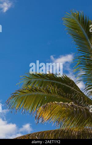 Mexican White Hawk perched on the frond of a jungle palm tree near Tulum Stock Photo