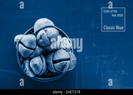 Flat lay. Color of the Year 2020 Classic Blue Pantone. Little cactus in a pot shot from above. Looks like stones. Black and white photo. Copy space. Stock Photo