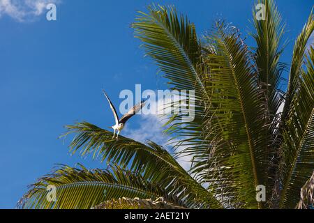 Mexican White Hawk taking flight from a palm tree along the Mayan Riviera near Tulum Stock Photo