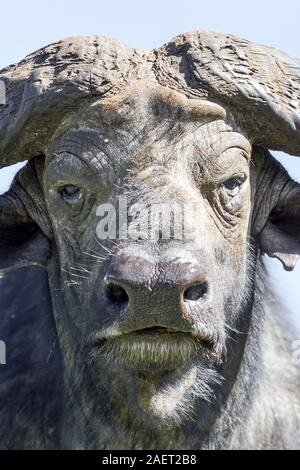 A single adult Cape buffalo, very close view and head on, portrait format, Aberdare National Park, Kenya Highlands, Kenya, Africa Stock Photo