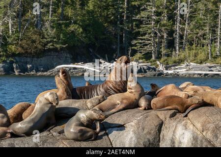 Raft of curious young Steller's sea lions, near Campania Island, British Columbia Stock Photo